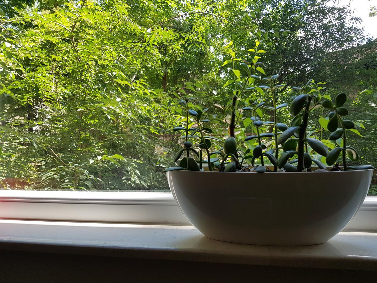 Downtown Garden Nest Apartament